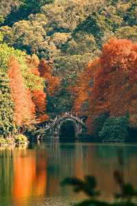 深圳追一場秋日童話