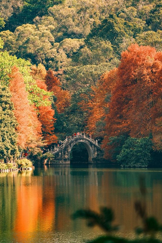 深圳追一場秋日童話