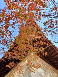 莫干山賞楓攻略不早起錯過整個秋天!