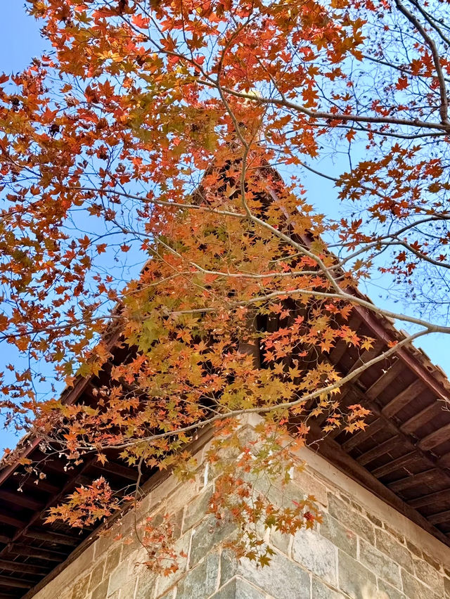 莫干山賞楓攻略不早起錯過整個秋天! 莫干山賞楓攻略不早起錯過整個秋天!