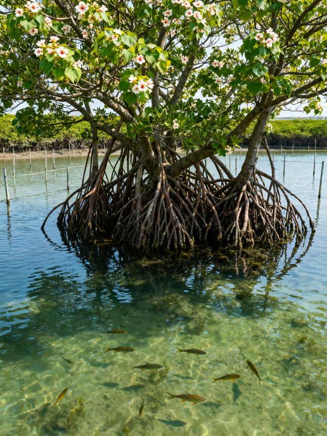 日出封神！南匯東灘濕地無痕遊玩+福利攻略