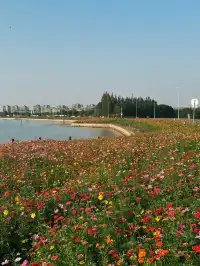 上海出發1h 淀山湖落日花海保姆級攻略