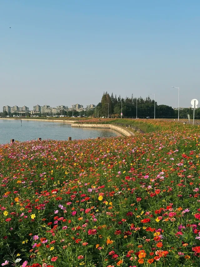 上海出發1h 淀山湖落日花海保姆級攻略
