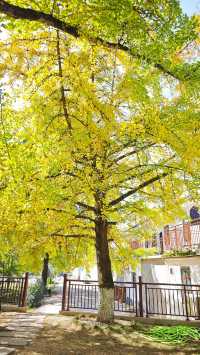 當銀杏樹與老房子同框時,我恍惚瞬間代入到那峥嵘歲月的日子