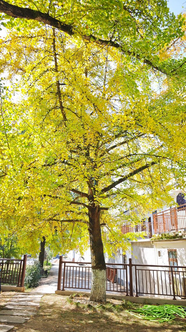 當銀杏樹與老房子同框時,我恍惚瞬間代入到那峥嵘歲月的日子 當銀杏樹與老房子同框時,我恍惚瞬間代入到那峥嵘歲月的日子