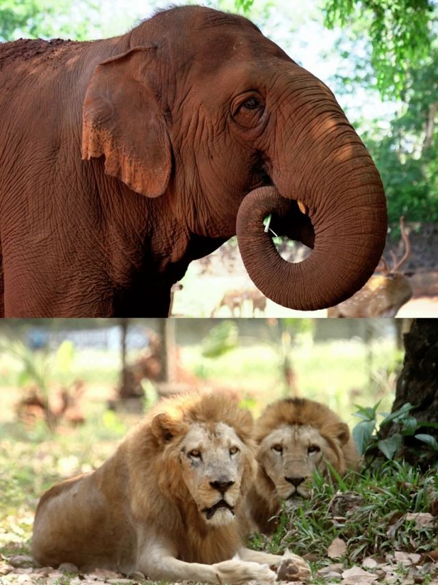 萌獸遍地！海野治癒之旅超全攻略