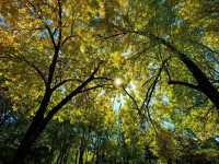 天津賞秋攻略｜這些地方才是秋天該有的樣子