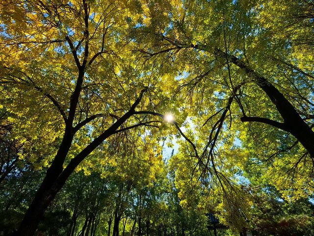 天津賞秋攻略｜這些地方才是秋天該有的樣子