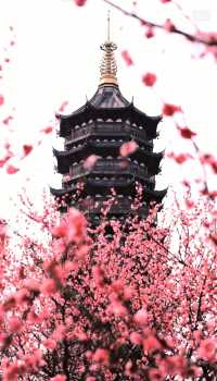 宿遷拍照黨衝!酒店步行到各景點,停車免費