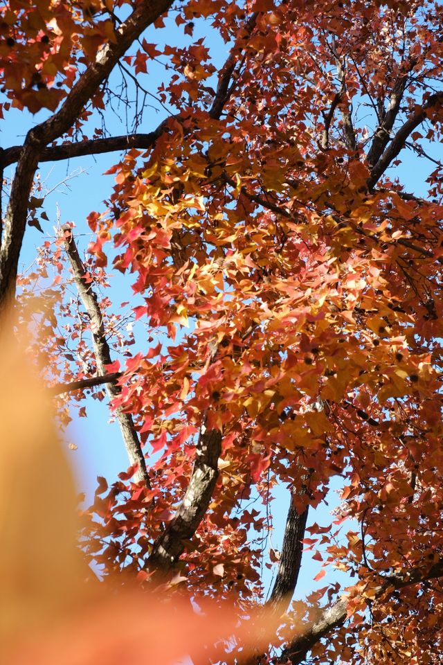 一場秋風,將天平山染成了汴州 一場秋風,將天平山染成了汴州