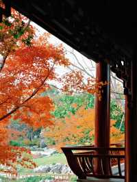 上海世博文化公園裡隱藏的寶藏園林!申園也太仙了叭~