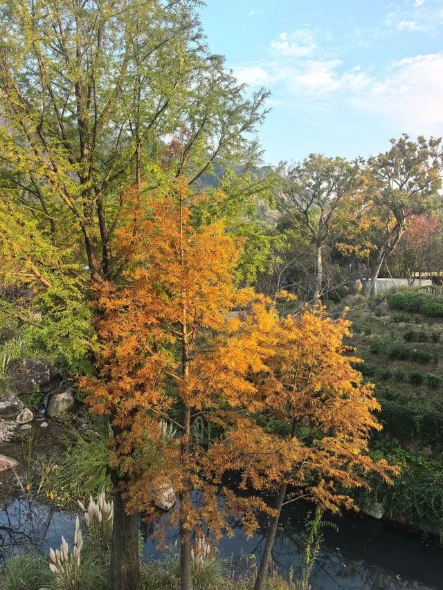 蘇州秋色這樣拍太絕了
