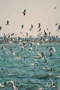 昆明冬日限定浪漫海洪濕地的鷗語時光