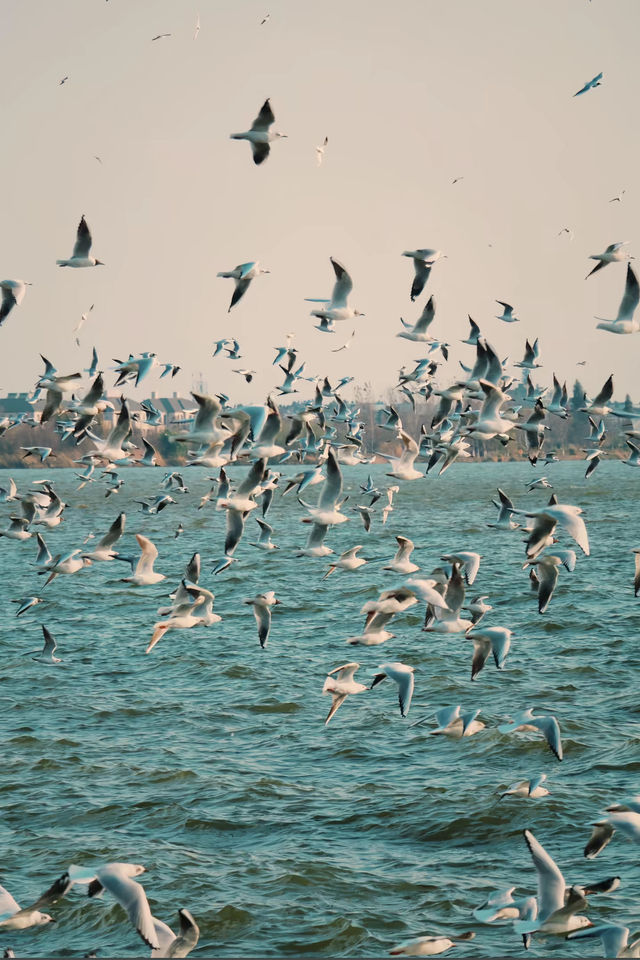 昆明冬日限定浪漫海洪濕地的鷗語時光 昆明冬日限定浪漫海洪濕地的鷗語時光
