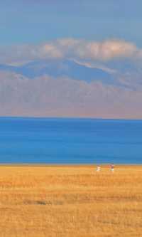 賽里木湖秋日環湖終極攻略 | 闖入一場盛大的金色夢境