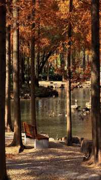 魔都秋日秘境大寧公園的絕美森林太出片了!