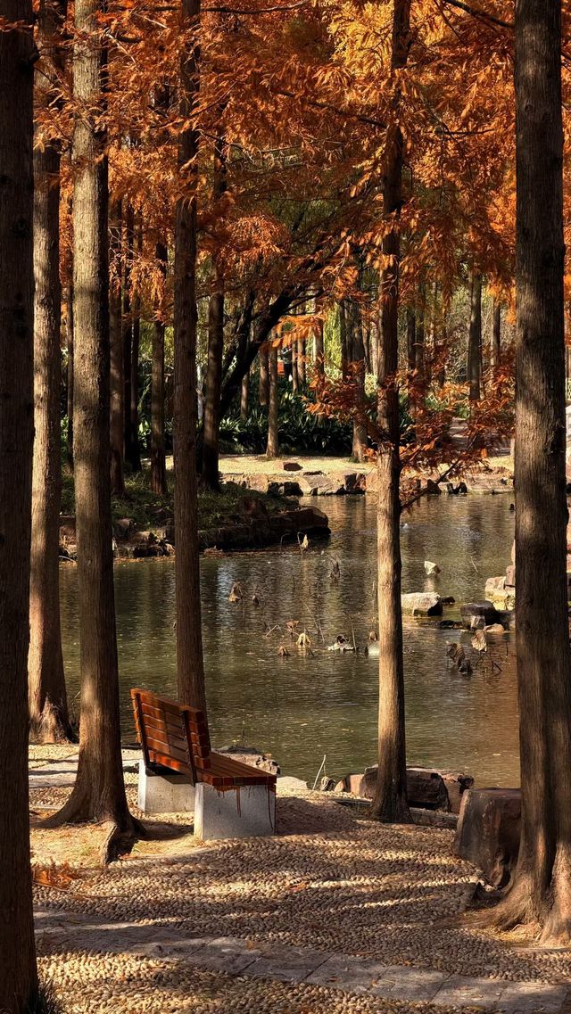 魔都秋日秘境大寧公園的絕美森林太出片了! 魔都秋日秘境大寧公園的絕美森林太出片了!