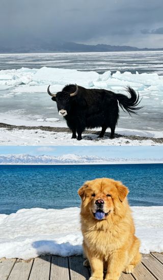 Snowy Adorable Creatures Assemble! Serikmu Lake Winter Healing Animal Exploration Journey