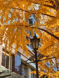 12.9live黃金城道銀杏實拍