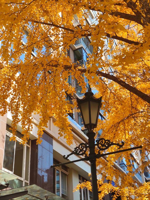 12.9live黃金城道銀杏實拍