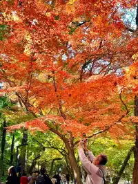 虞山賞楓實拍本週末可衝!