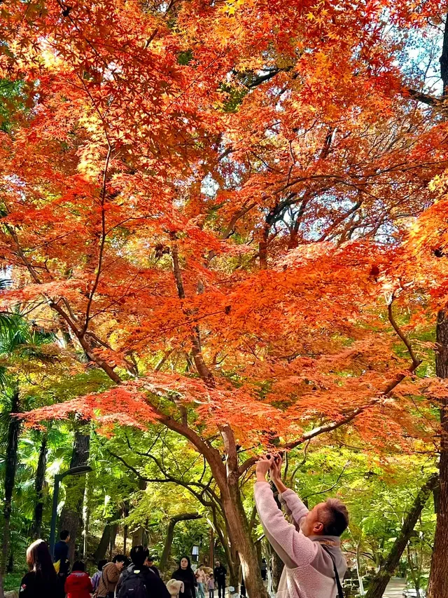 虞山賞楓實拍本週末可衝! 虞山賞楓實拍本週末可衝!