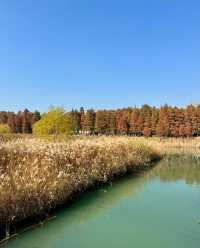 蘇州私藏秋日寶藏|太湖湖濱濕地公園,免費美到驚嘆