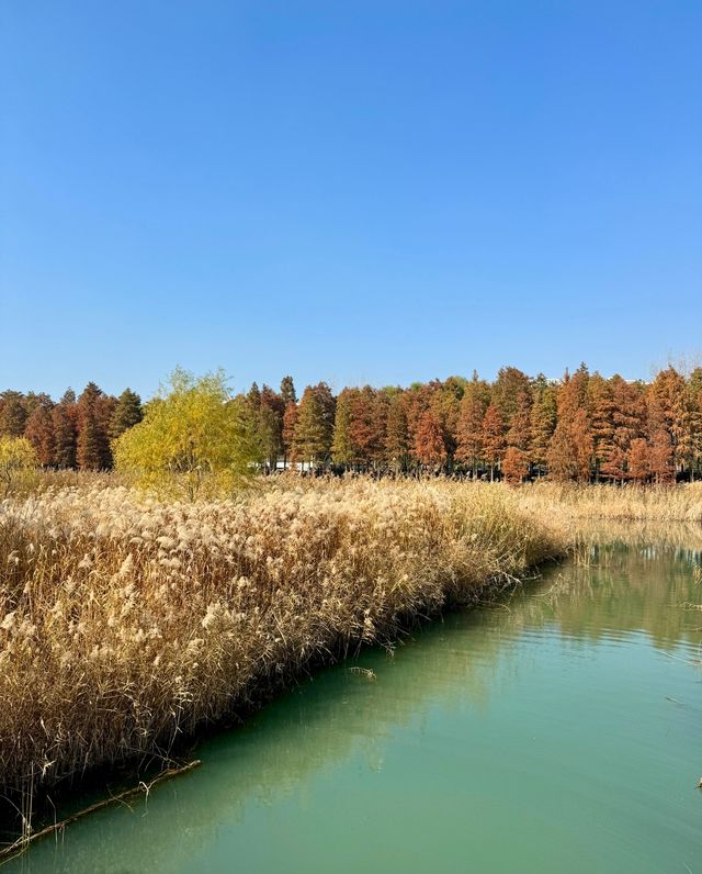 蘇州私藏秋日寶藏|太湖湖濱濕地公園,免費美到驚嘆 蘇州私藏秋日寶藏|太湖湖濱濕地公園,免費美到驚嘆