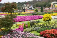 成都!!漫花莊園的菊花太前衛了!!!