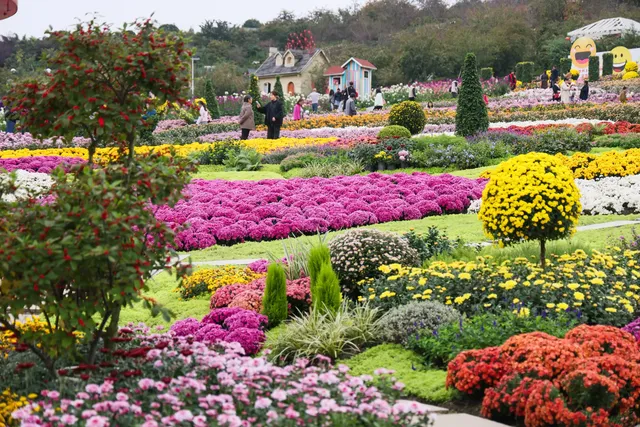 成都!!漫花莊園的菊花太前衛了!!! 成都!!漫花莊園的菊花太前衛了!!!