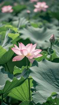 福建南平兩天一晚旅行攻略|武夷山水·朱子故里