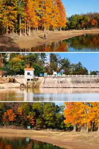 接下來的武漢，一定別錯過處絕美紅杉林