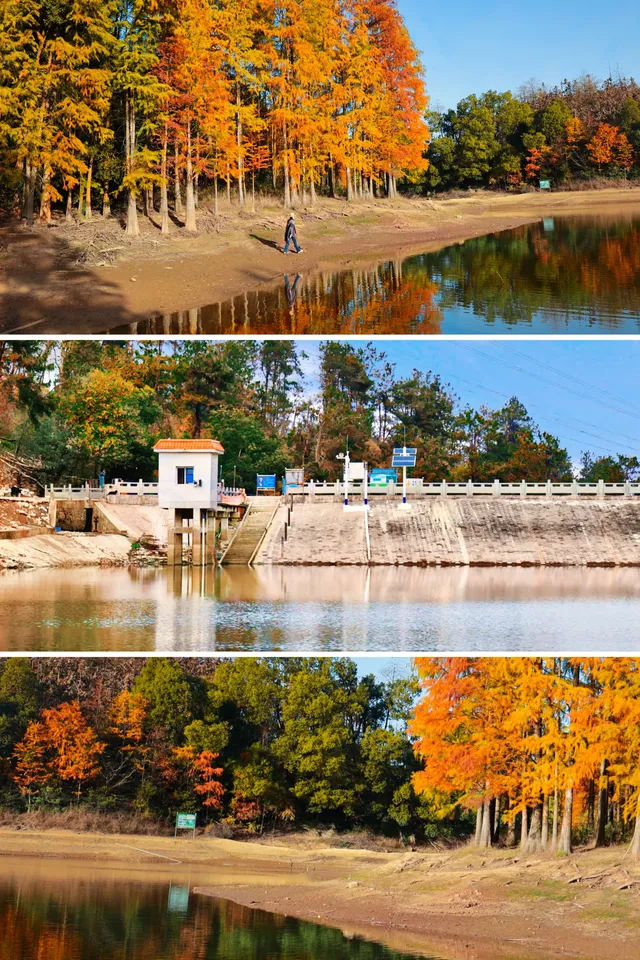 接下來的武漢，一定別錯過處絕美紅杉林