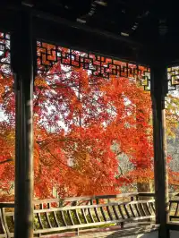 秋日頂流～～明孝陵胭脂雪