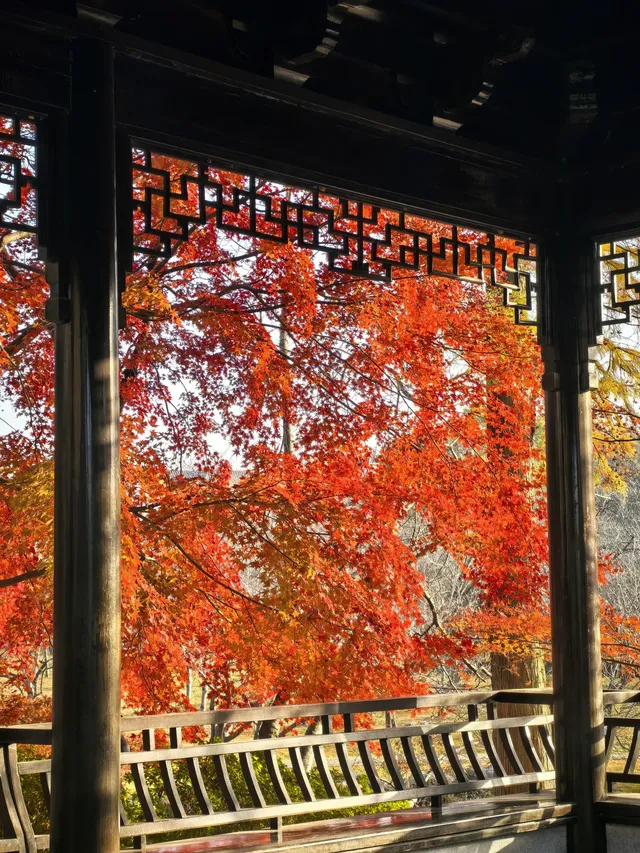 秋日頂流～～明孝陵胭脂雪