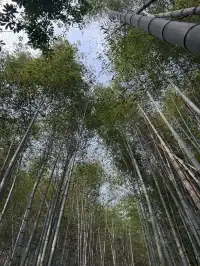 揚州自駕莫干山一日半｜避坑+驚喜全攻略