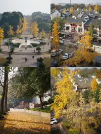 溫江藏著一個「紫禁城」，和銀杏同框太美啦