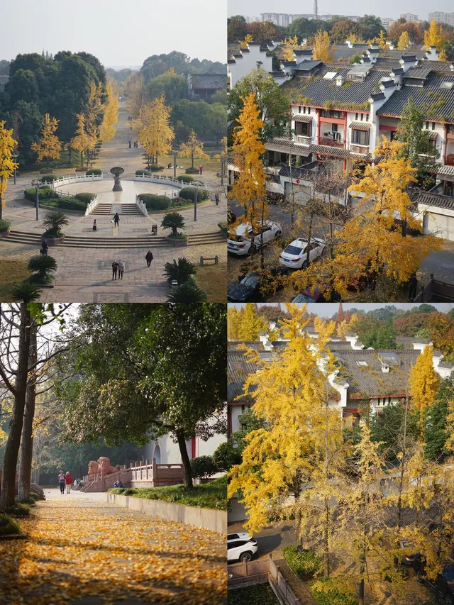 溫江藏著一個「紫禁城」，和銀杏同框太美啦