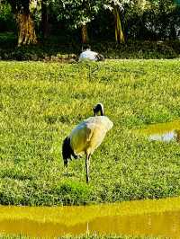 打卡肇慶丹頂鶴生態園