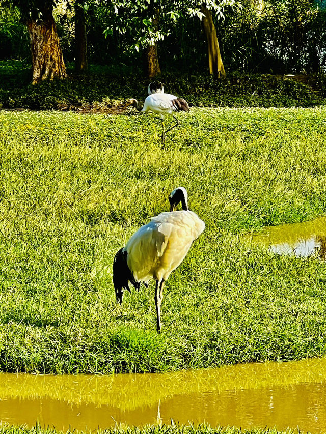 打卡肇慶丹頂鶴生態園