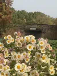 烏村農耕集|打卡藏在烏鎮古村的杭白菊花海