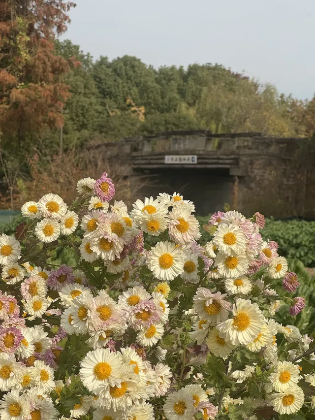 烏村農耕集|打卡藏在烏鎮古村的杭白菊花海 烏村農耕集|打卡藏在烏鎮古村的杭白菊花海