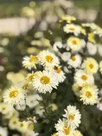 烏村農耕集|打卡藏在烏鎮古村的杭白菊花海