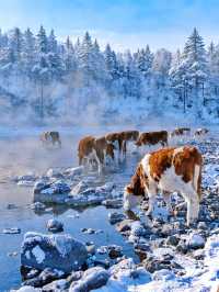 沒踩雷🫡第一次去阿爾山 直接照抄這份攻略