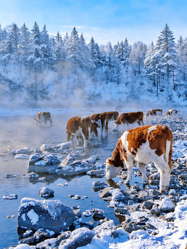 沒踩雷🫡第一次去阿爾山 直接照抄這份攻略 沒踩雷🫡第一次去阿爾山 直接照抄這份攻略