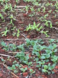 閩南田園一日:觸摸舊時光,品嚐新鮮味