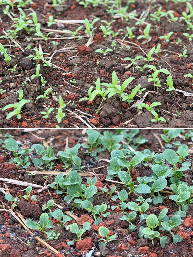 閩南田園一日:觸摸舊時光,品嚐新鮮味 閩南田園一日:觸摸舊時光,品嚐新鮮味