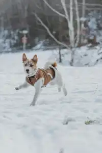 人,下雪天世界就變成了童話