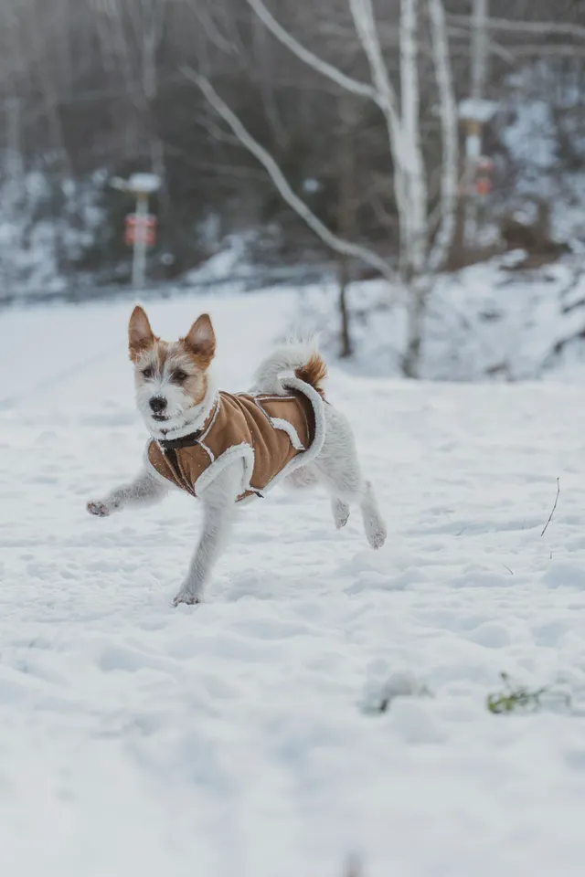 人,下雪天世界就變成了童話 人,下雪天世界就變成了童話