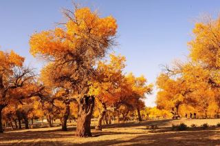 【เที่ยวชมป่าต้นป็อปลัส ยูฟราติกา ในเอจินา แบนเนอร์ ภายในหนึ่งวัน】ทริปฤดูใบไม้ร่วงสุดมหัศจรรย์ ในราคาเพียง 500 หยวนต่อท่าน!